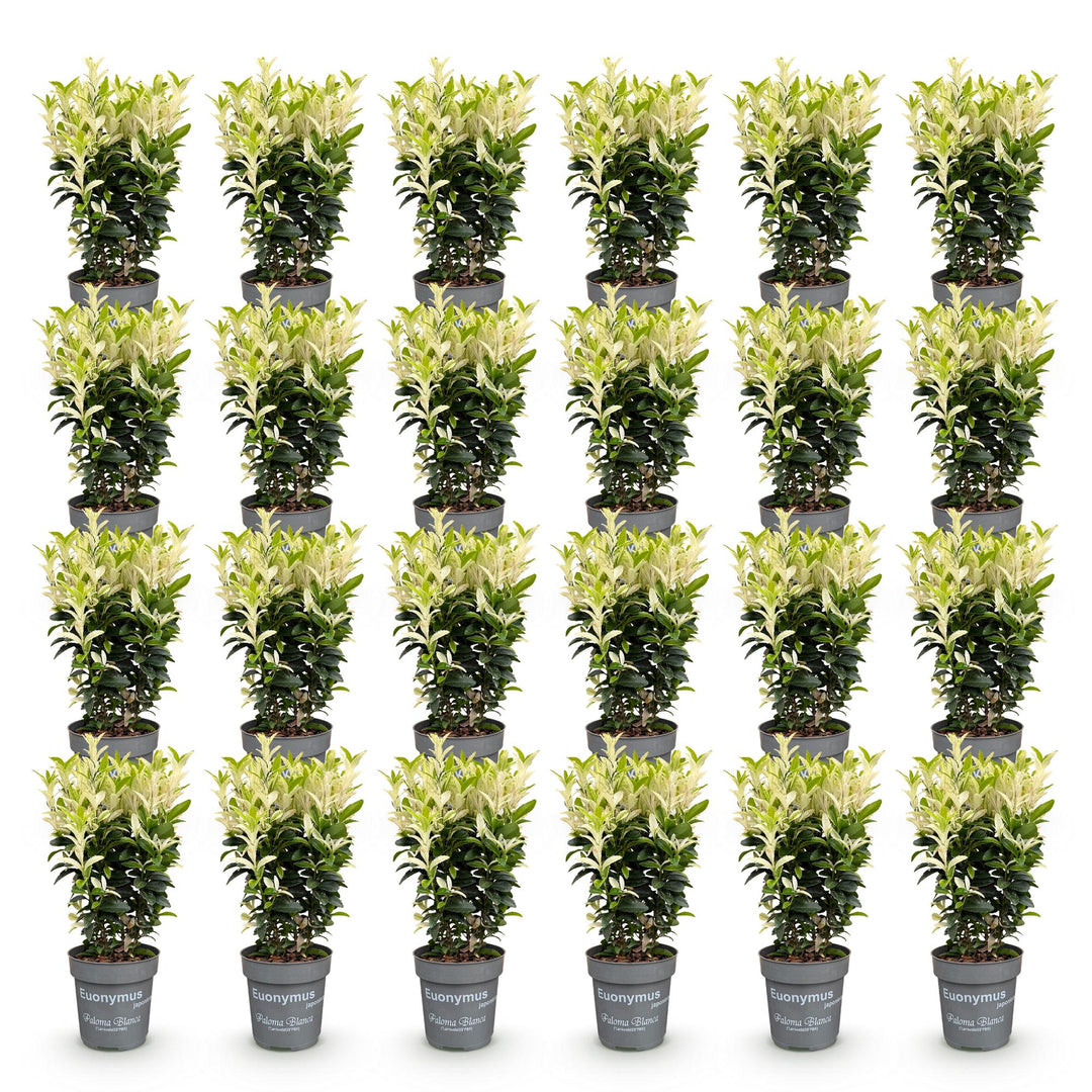 24 Euonymus japonicus 'Paloma Blanca' hedging plants in 9cm pots, 20-30cm tall - view 2