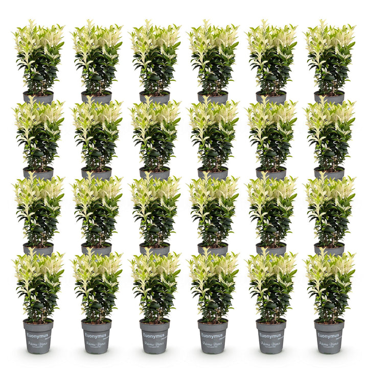 24 Euonymus japonicus 'Paloma Blanca' hedging plants in 9cm pots, 20-30cm tall - view 2