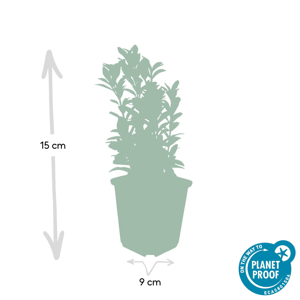 24 Euonymus Green Spire plants in 9cm pots, compact evergreen shrubs suitable as boxwood substitutes