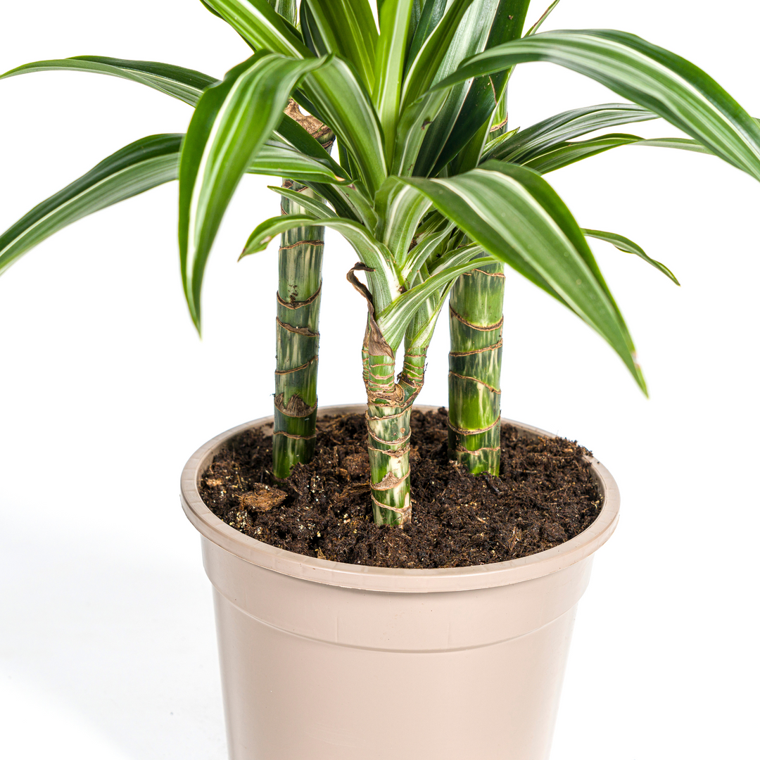 Dracaena Deremensis White Stripe 90-110cm — Dragon Tree in 21cm pot, with basket