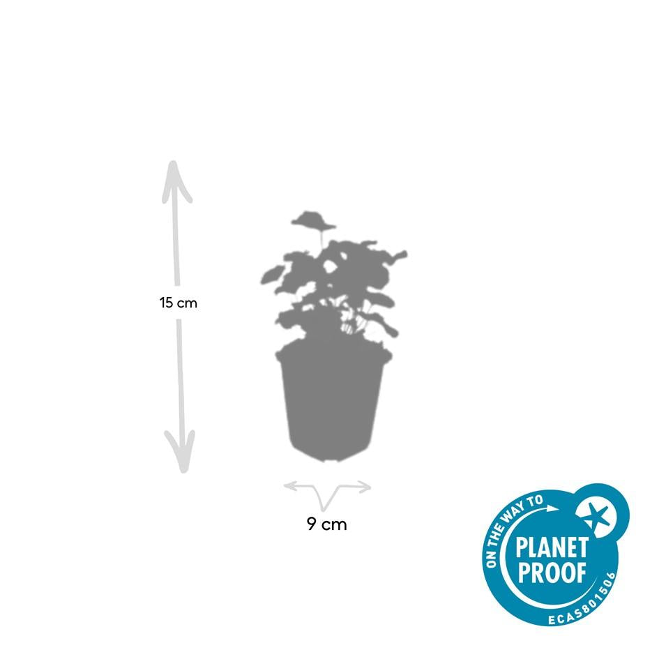 6x Alchemilla mollis - ↕10-25cm - Ø9cm styled in an Irish home interior