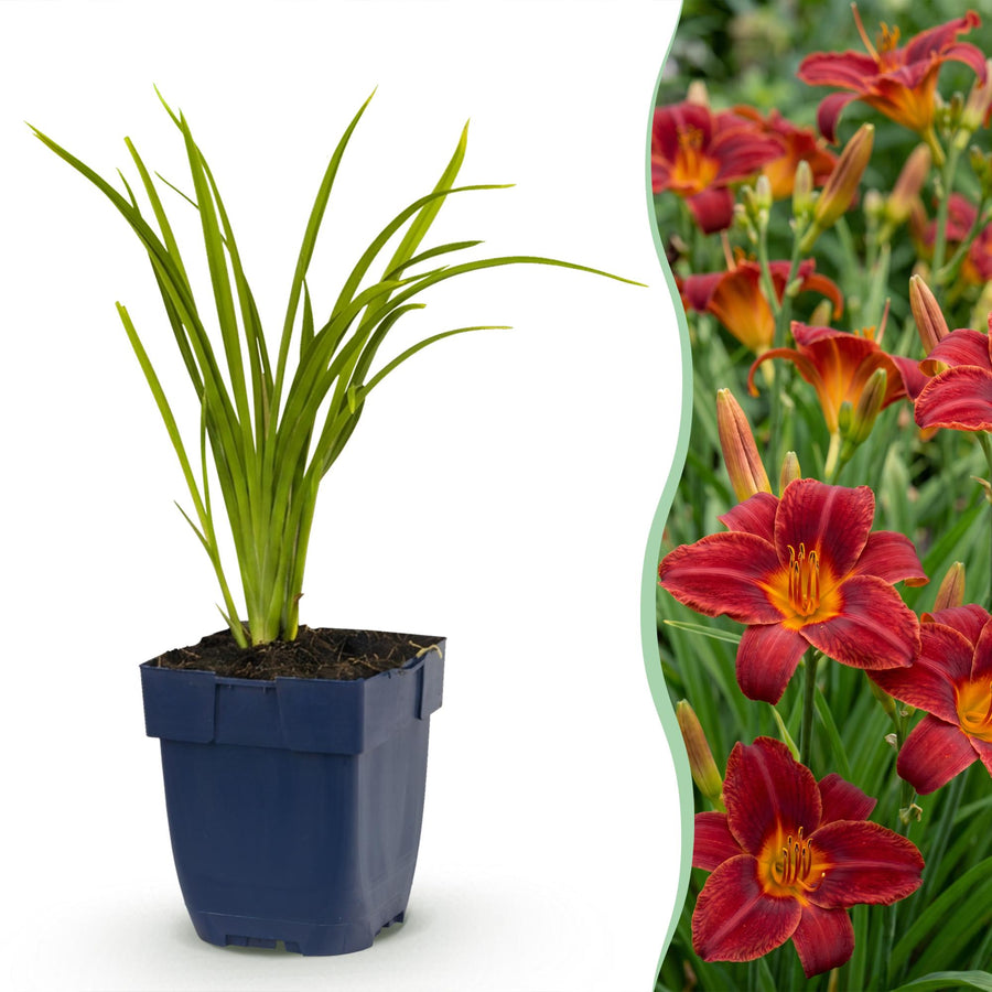 24 Hemerocallis 'Autumn Red' daylily plants in 11cm pots, 15-25cm tall