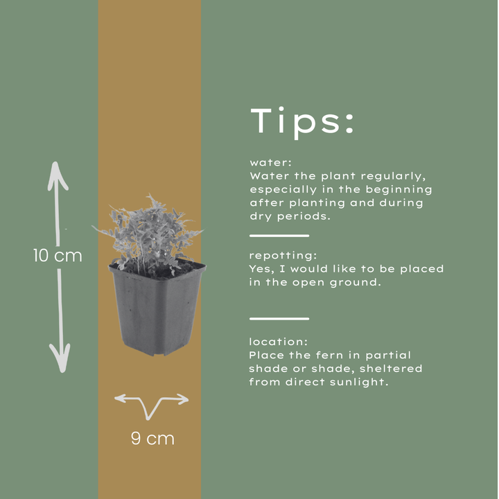48x Polypodium vulgare - ↕10-25cm - Ø9cm