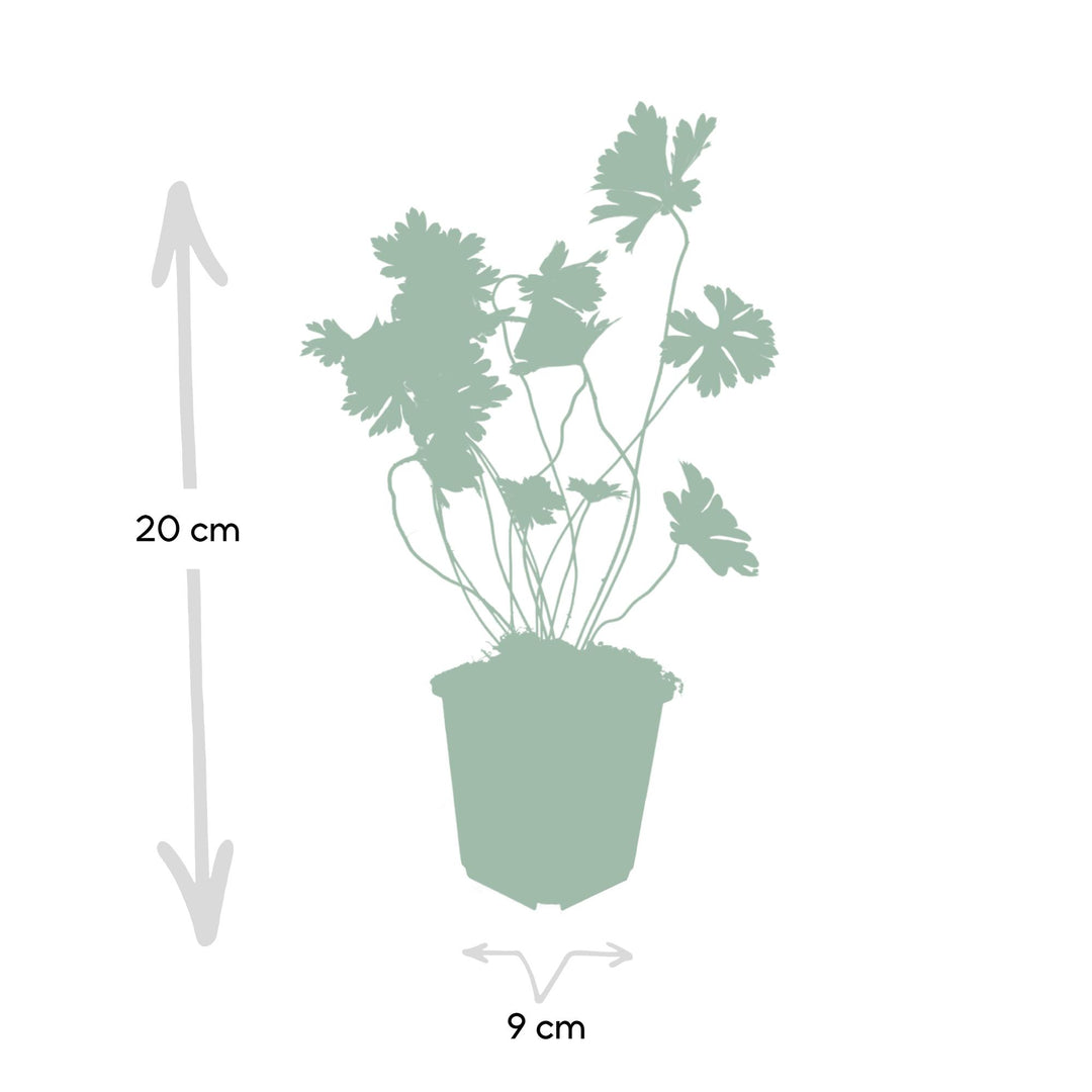 6x Geranium Rozanne - ↕10-25cm - Ø9cm — healthy root ball and nursery pot ready to ship from Ireland