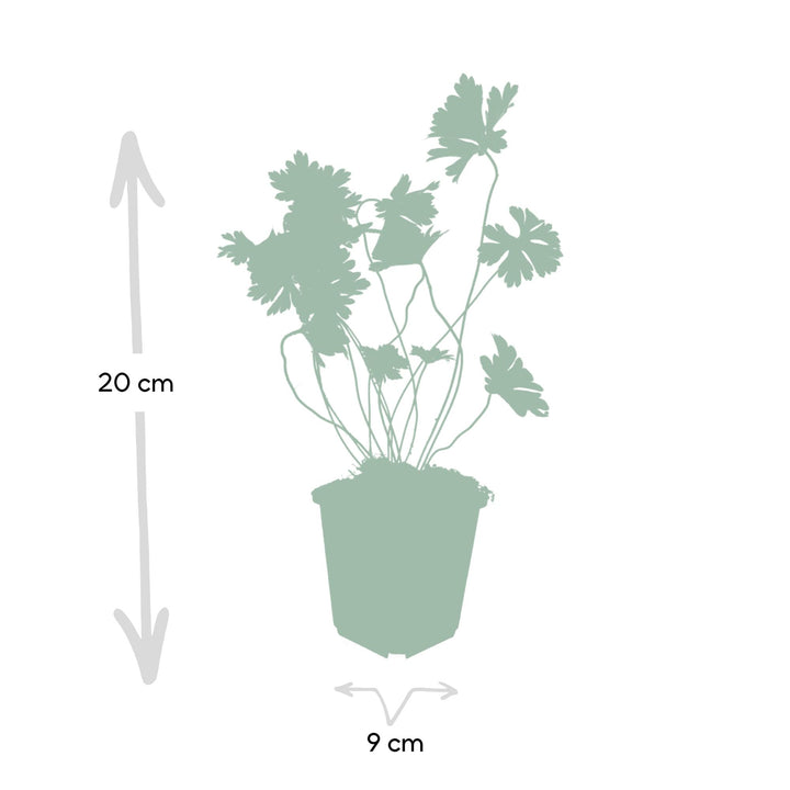6x Geranium Rozanne - ↕10-25cm - Ø9cm — healthy root ball and nursery pot ready to ship from Ireland