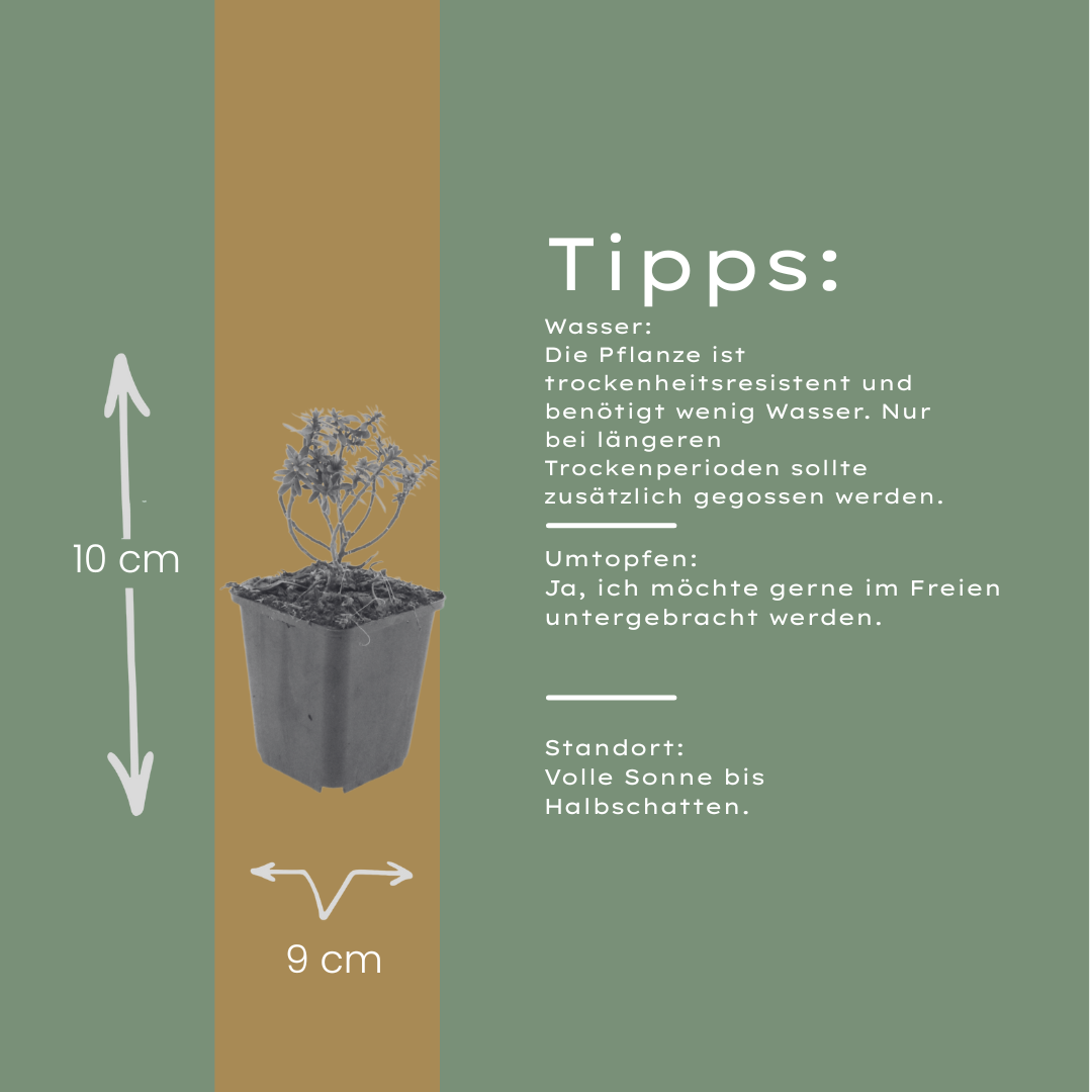 48x Iberis semp. 'Schneeflocke' - ↕10-25cm - Ø9cm