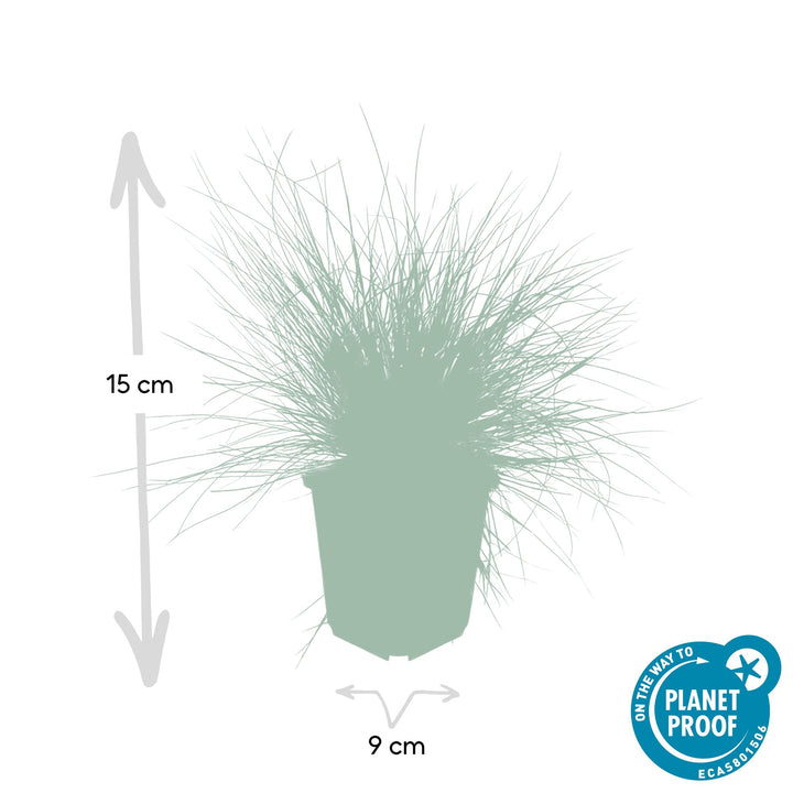 60x Festuca glauca 'Elijah Bleu' - ↕10-25cm - Ø9cm