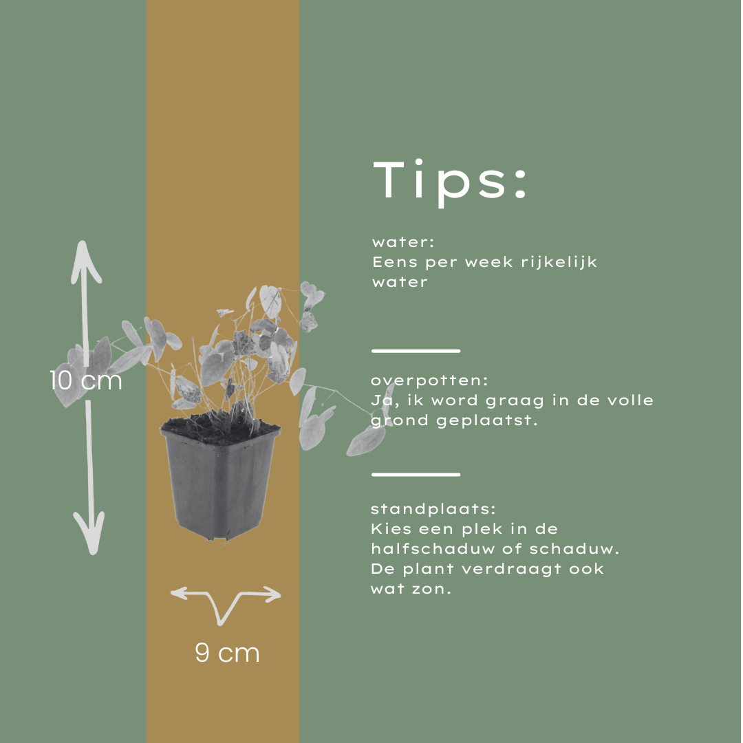 48x Epimedium y. 'Niveum' - ↕10-25cm - Ø9cm