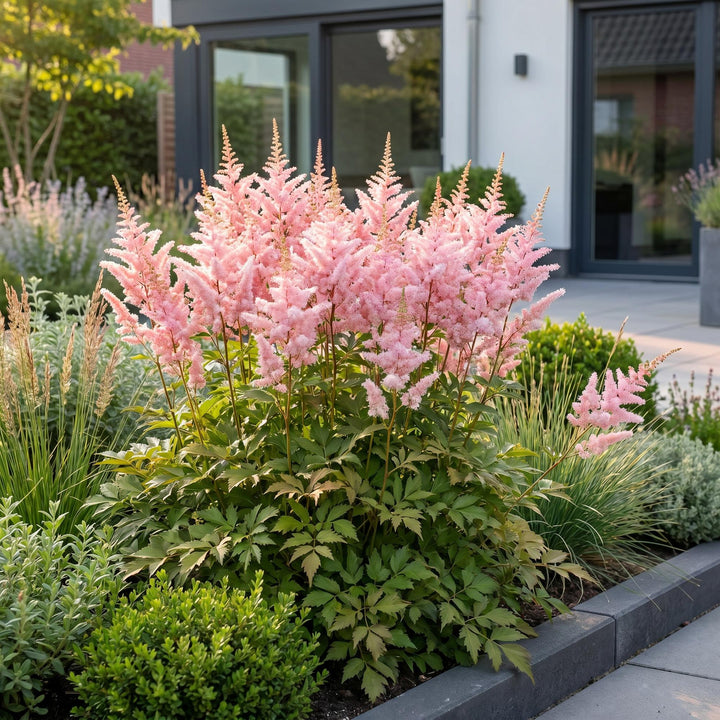 24 Astilbe japonica 'Europa' plants in 11cm pots, 15-25cm tall - view 6