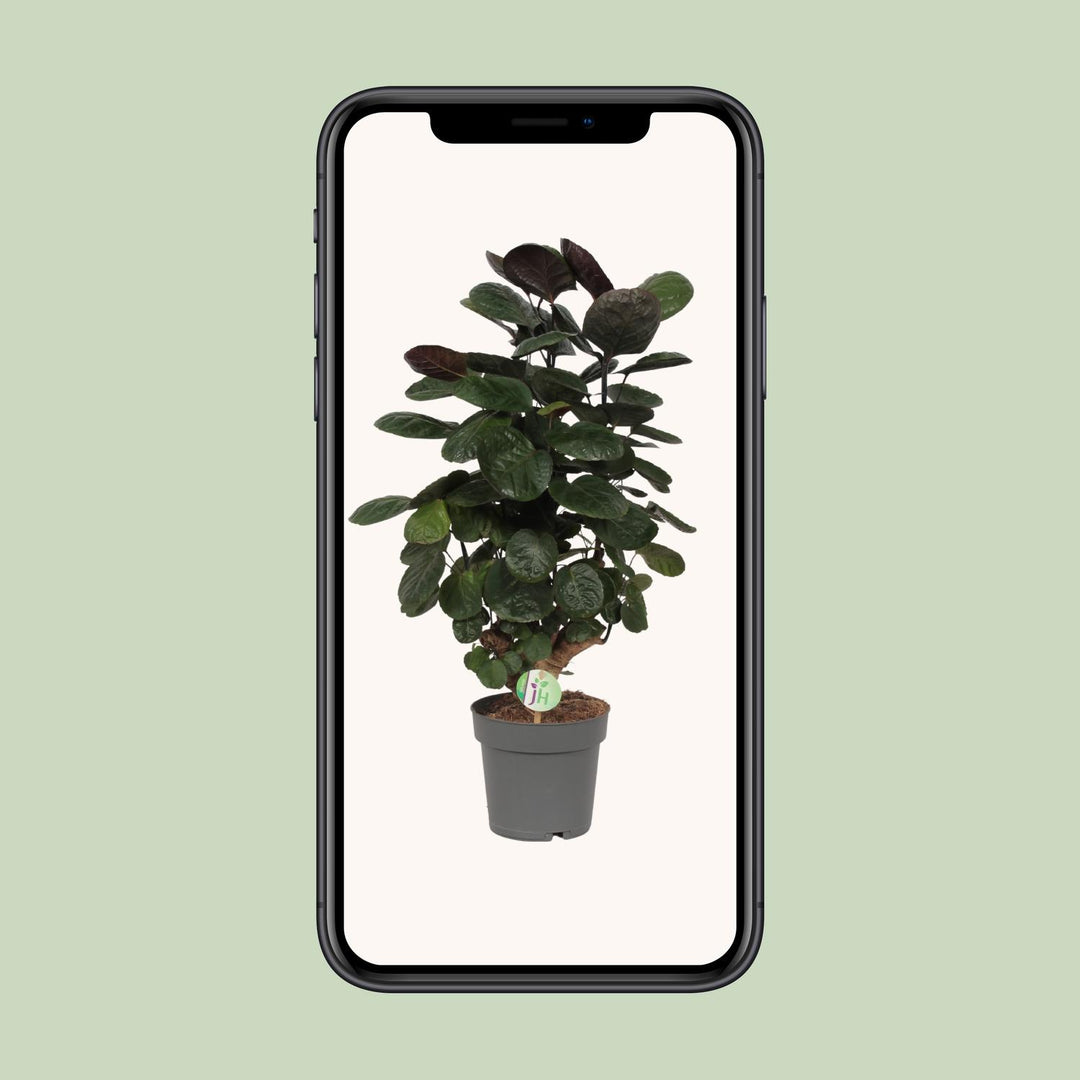 Polyscias Scutellaria Fabian - Ø19cm - ↕60cm — healthy root ball and nursery pot ready to ship from Ireland