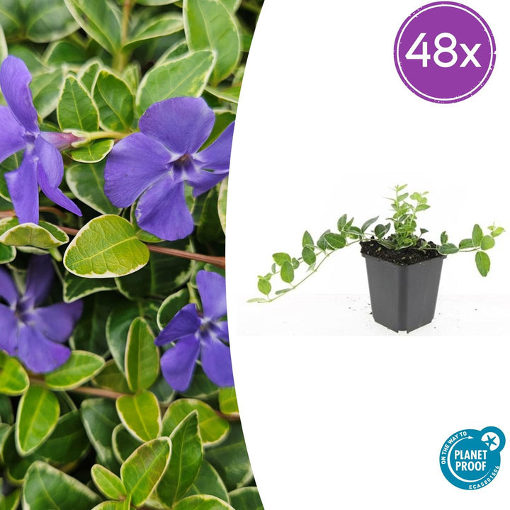 48x Vinca minor 'Argenteovariegata' plants with variegated green and cream leaves and purple flowers in 9cm pots