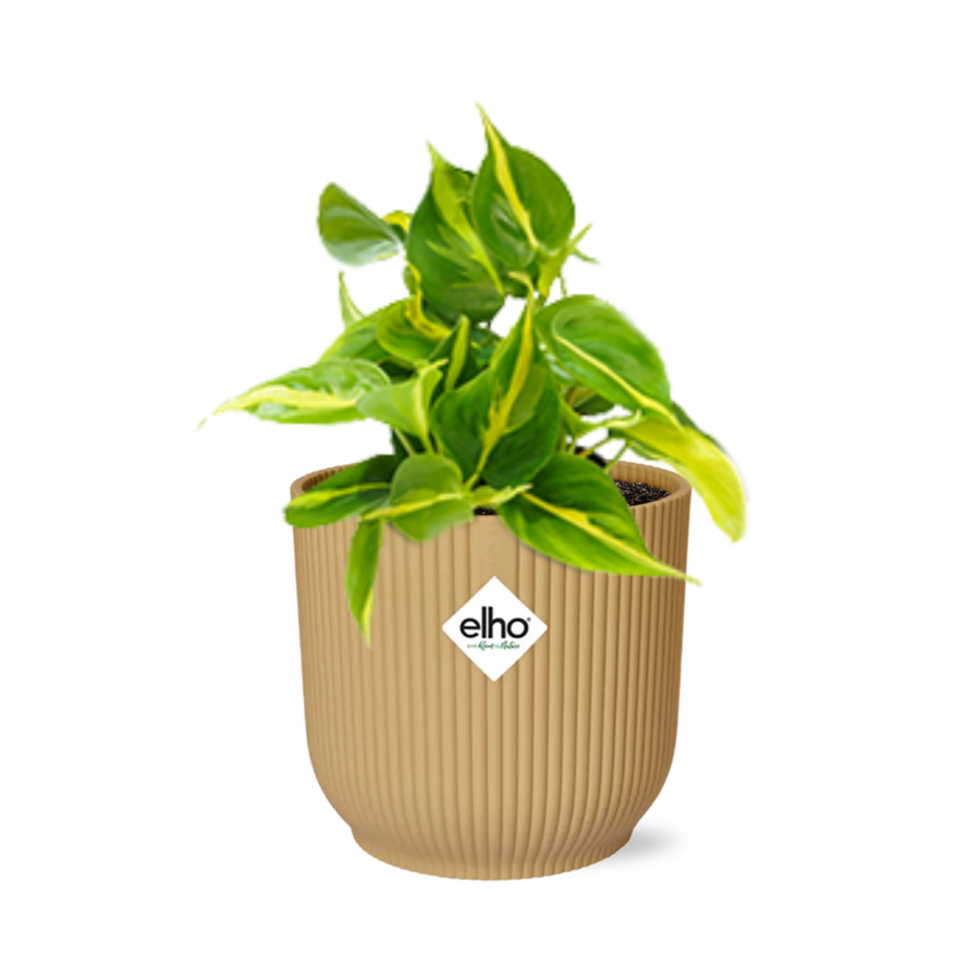 Philodendron Brasil Indoor Plant - Air Purifying Houseplant