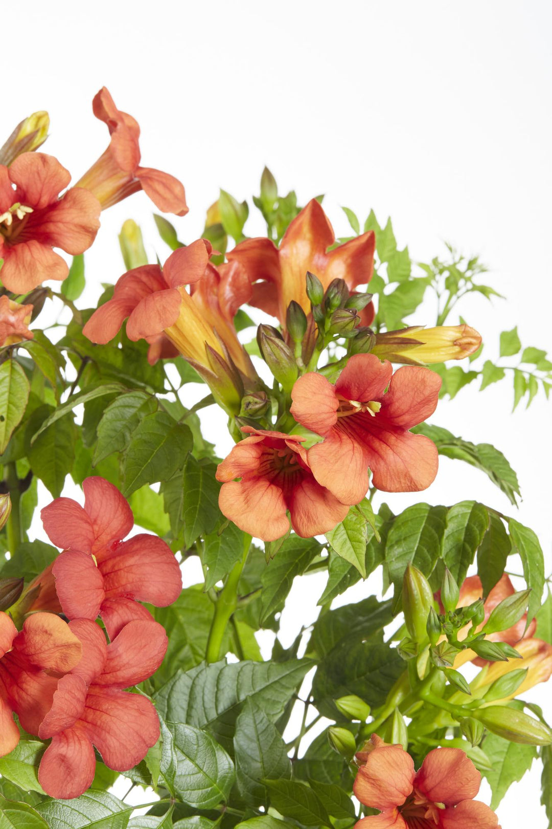 2x Campsis Summer Jazz Fire Trumpet - Trumpet Vine - Ø15cm - ↕65cm