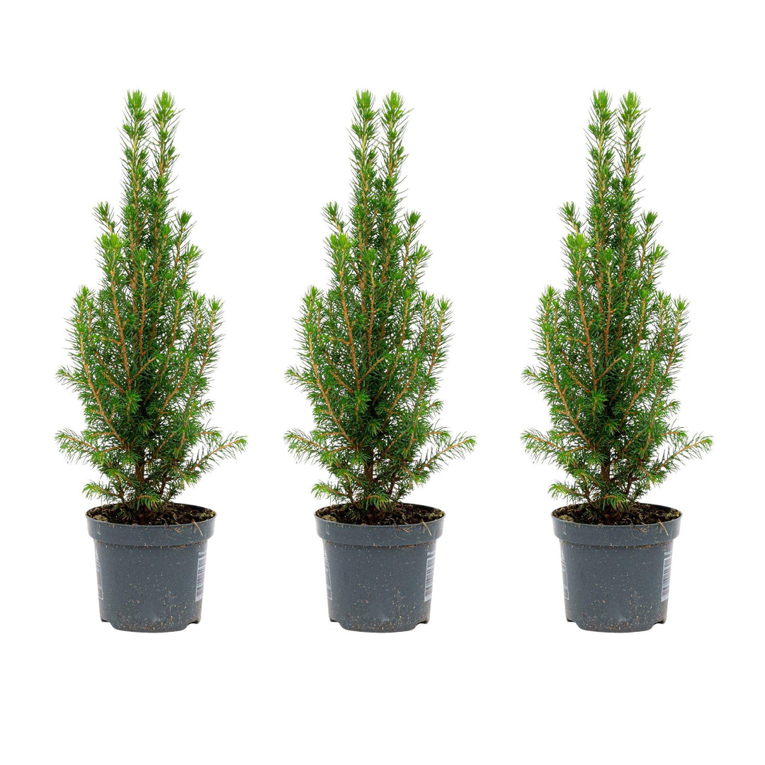 3x Live Picea Glauca Perfecta Mini Christmas Tree 25-30cm Potted