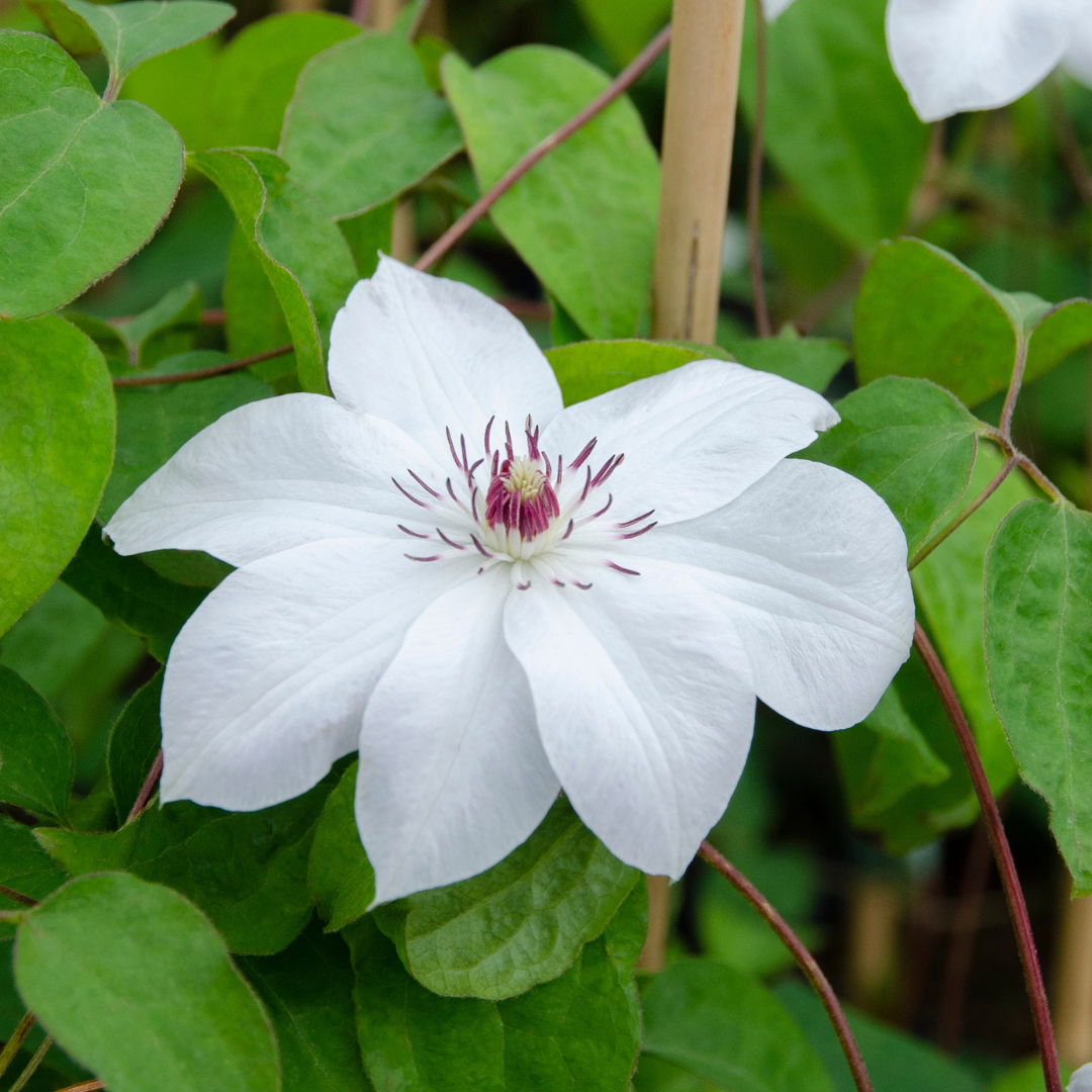 Clematis 'Miss Bateman', view 4