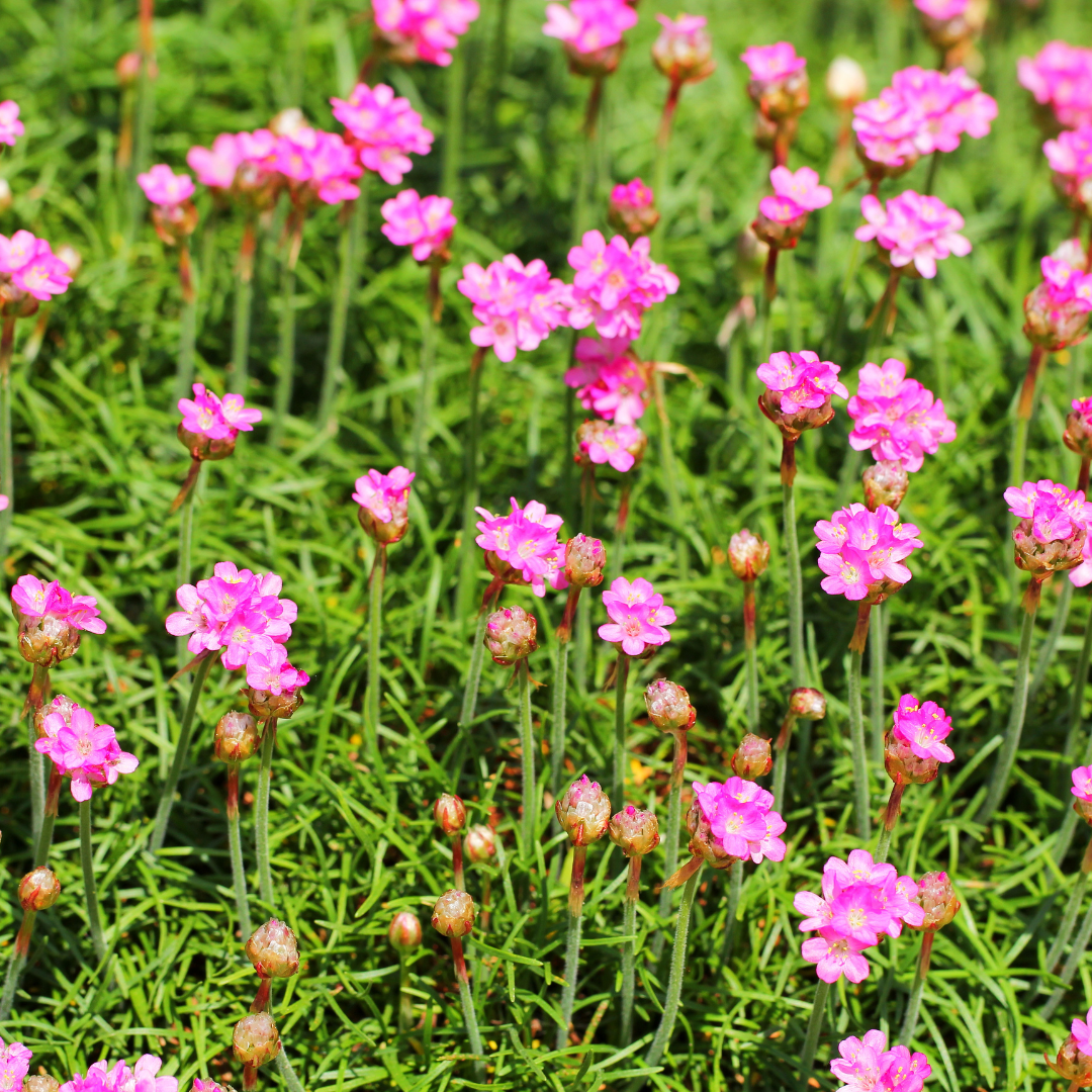 6x Armeria m. 'Splendens' - ↕10-25cm - Ø9cm alternative angle showing habit and leaf structure