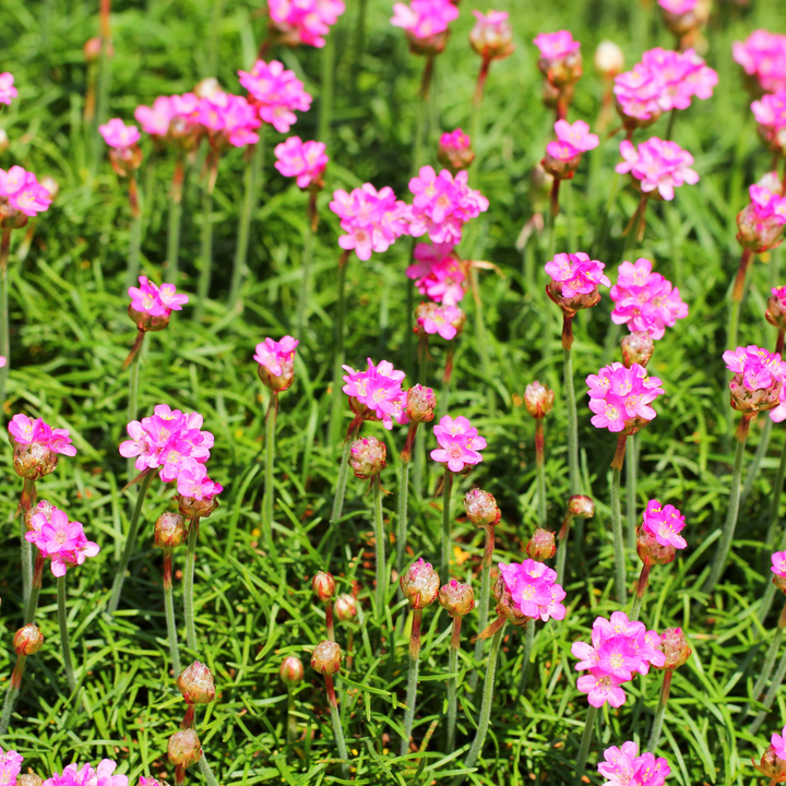 6x Armeria m. 'Splendens' - ↕10-25cm - Ø9cm alternative angle showing habit and leaf structure