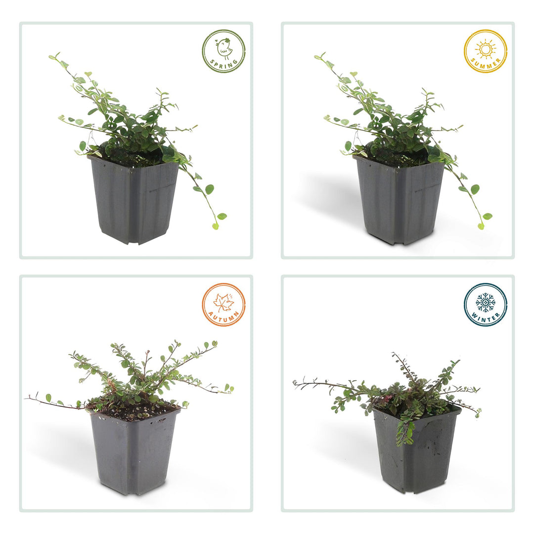 6x Cotoneaster pr. 'Streib's Findling' - ↕10-25cm - Ø9cm — healthy root ball and nursery pot ready to ship from Ireland