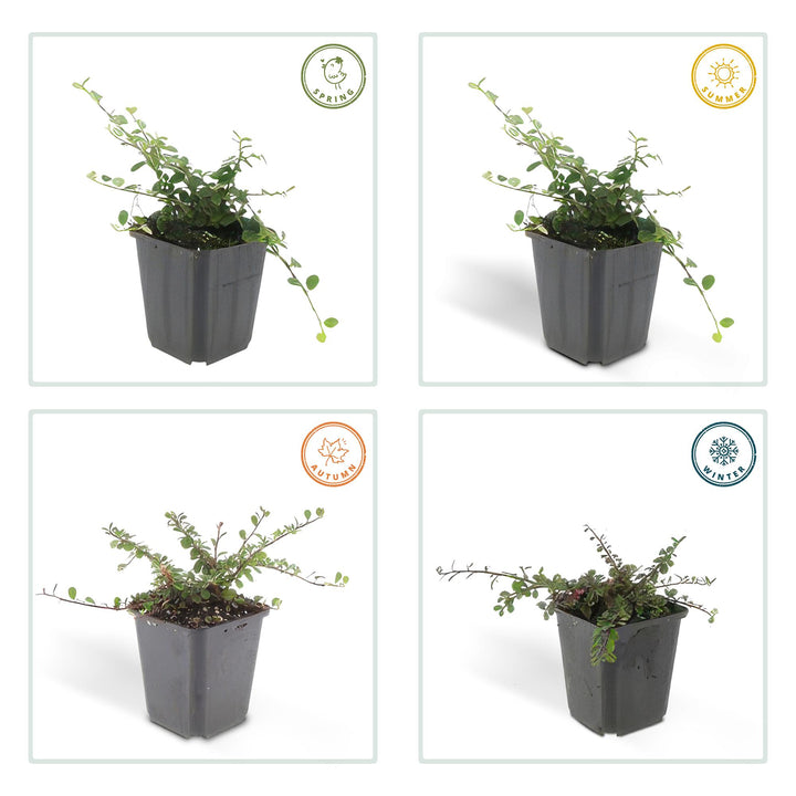 6x Cotoneaster pr. 'Streib's Findling' - ↕10-25cm - Ø9cm — healthy root ball and nursery pot ready to ship from Ireland