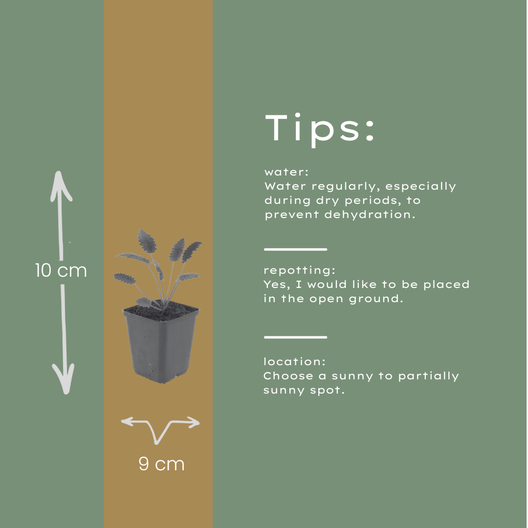 60x Sanguisorba o. 'Tanna' - ↕10-25cm - Ø9cm