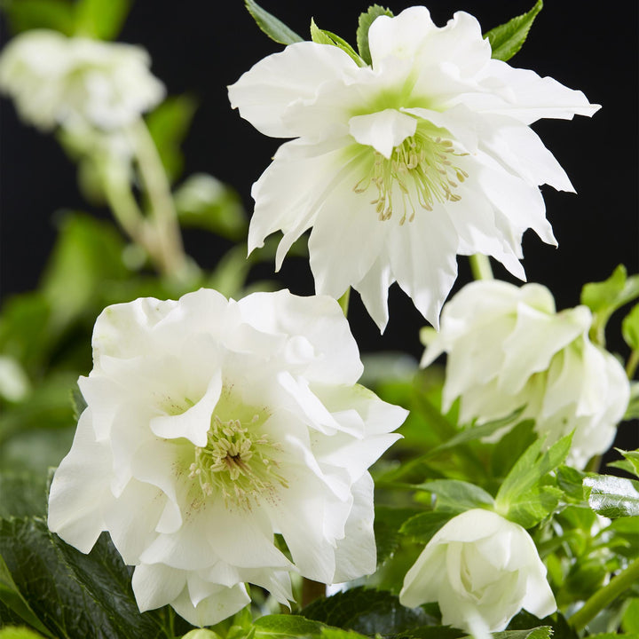 2x Helleborus orientalis 'Double Ellen White' Lenten Rose in 14cm pots - view 4
