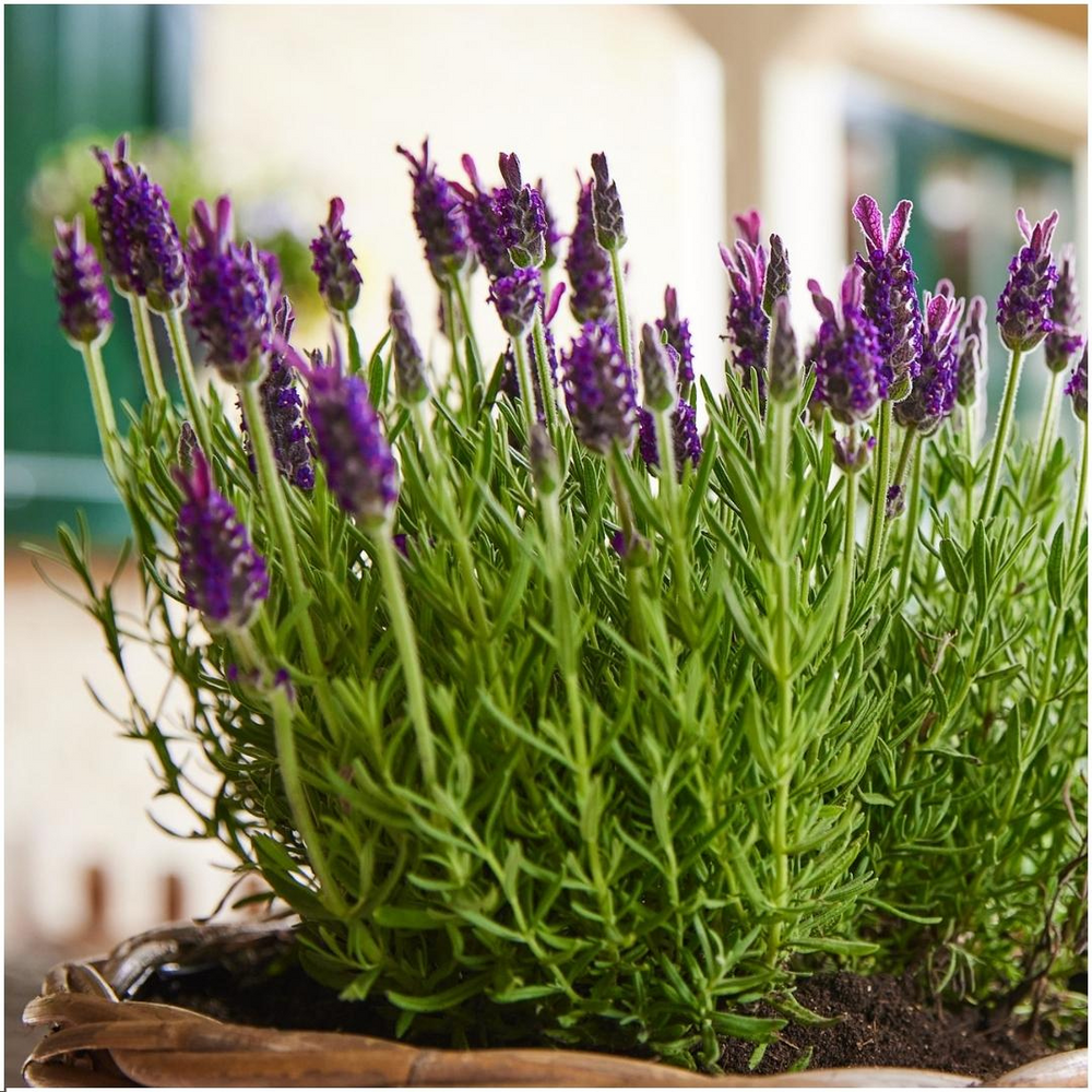 Purple flower spikes and silvery aromatic foliage close-up of 6x Lavandula stoechas Anouk® - 12 cm pot - Set van 6 Franse…