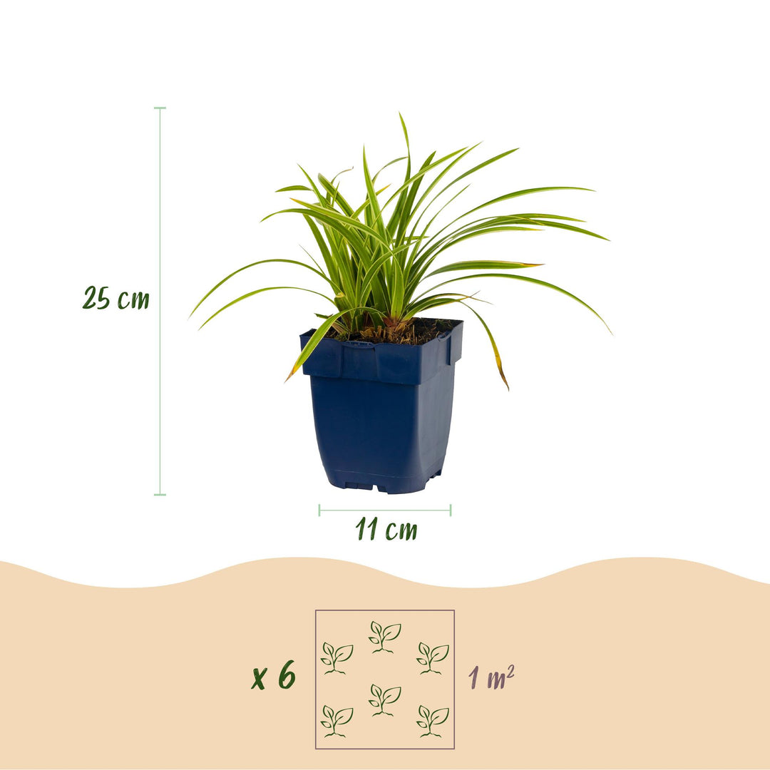 24x Carex morrowii Ice Dance Japanese sedge in 11cm pots - view 3