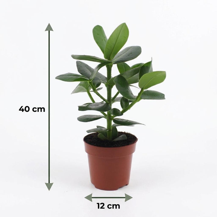 Autograph Tree (Clusia rosea 'Princess') - 4 Plants with Woven Basket - 12cm Pot - 40cm Tall