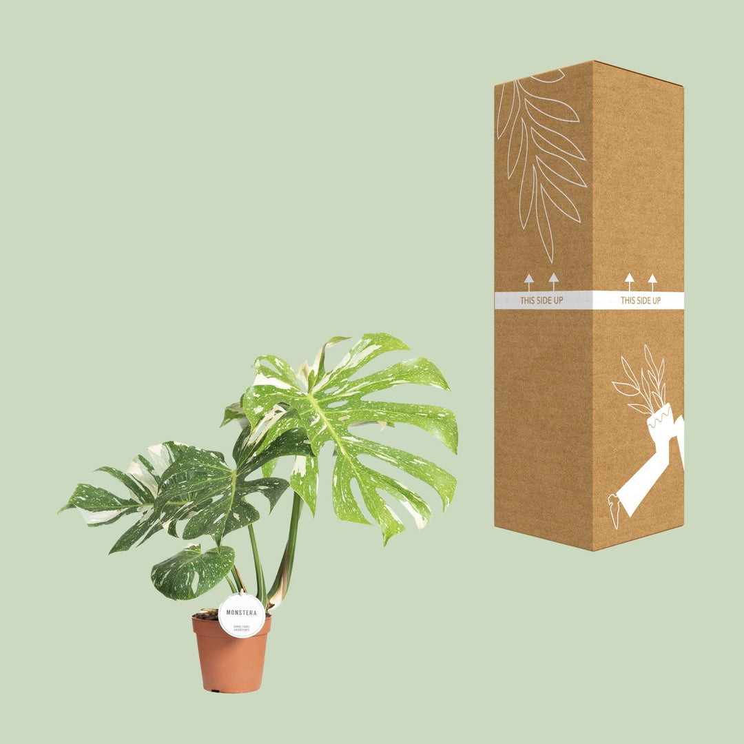 Monstera Thai Constellation Variegated - 15cm Pot - 40-50cm Tall