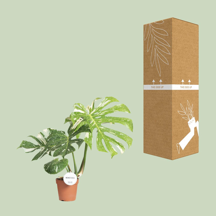 Monstera Thai Constellation Variegated - 15cm Pot - 40-50cm Tall