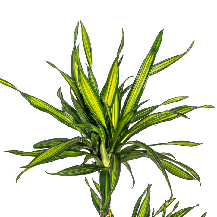 Dracaena Deremensis Rikki 70-90cm — Dragon Tree in 19cm pot