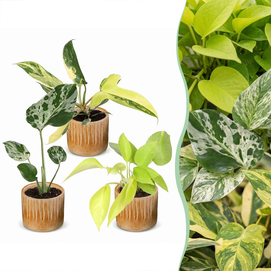 Baby Tropical Mix houseplants, pack of 3
