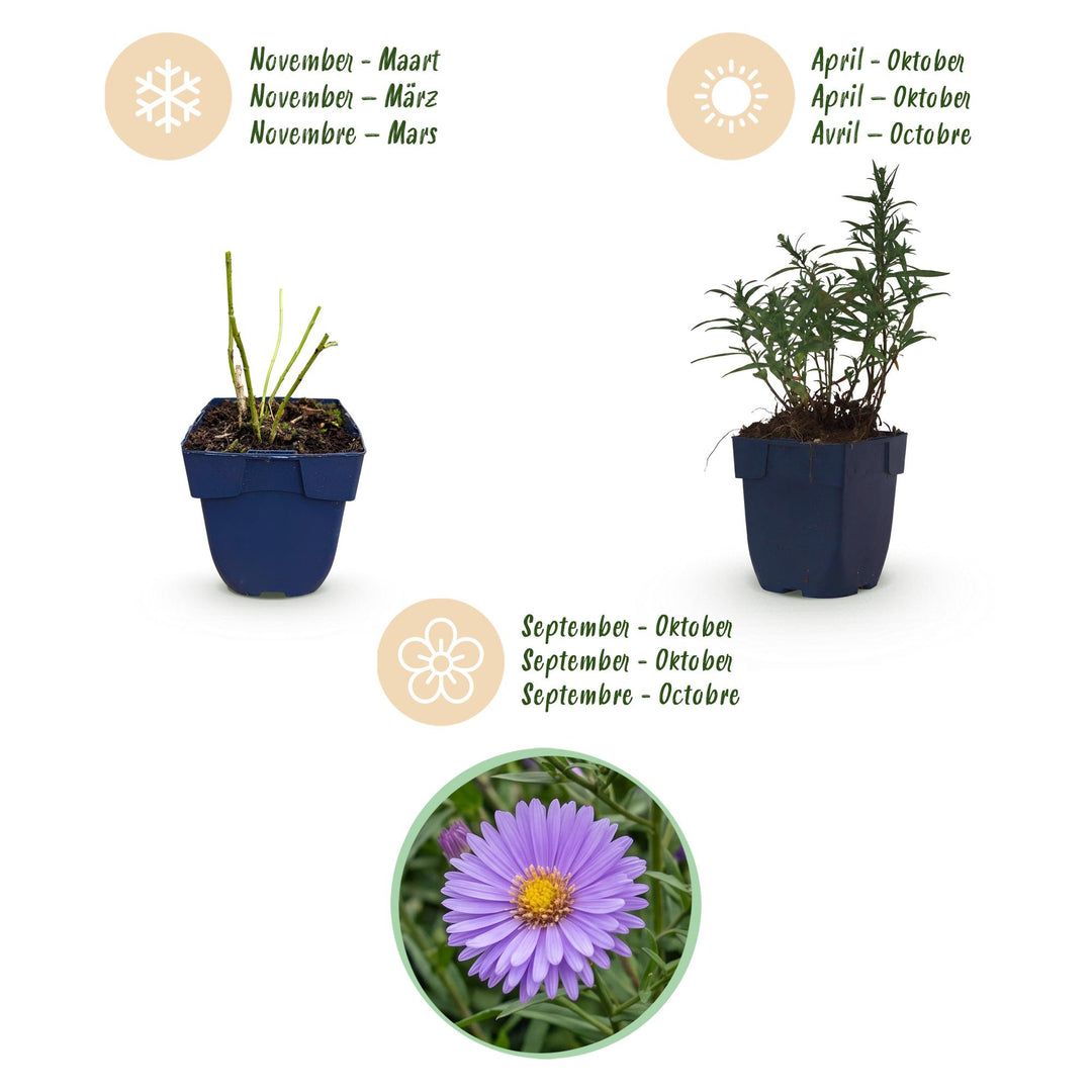 24x Aster dumosus 'Mediterranee' Cushion Aster - Violet - 11cm Pot - 15-25cm