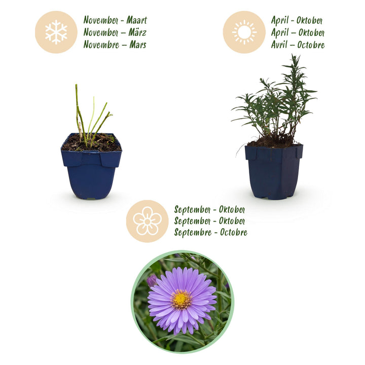 24x Aster dumosus 'Mediterranee' Cushion Aster - Violet - 11cm Pot - 15-25cm