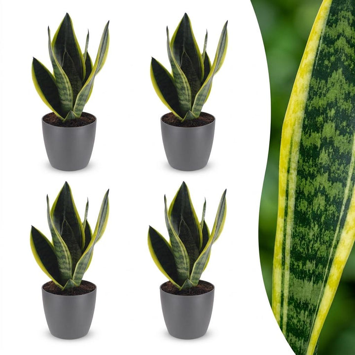 Snake Plant with upright sword-shaped leaves edged in pale green, set of 4 plants in a grey ceramic pot, about 35cm tall