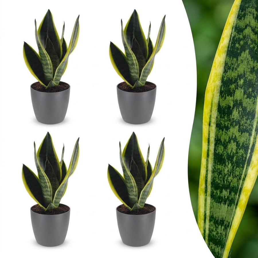Snake Plant with upright sword-shaped leaves edged in pale green, set of 4 plants in a grey ceramic pot, about 35cm tall