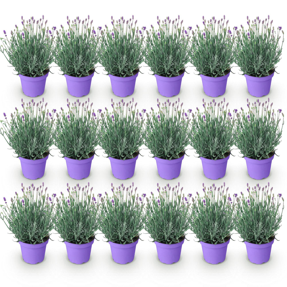 18 Lavandula angustifolia Munstead English lavender plants in 12cm pots - view 2