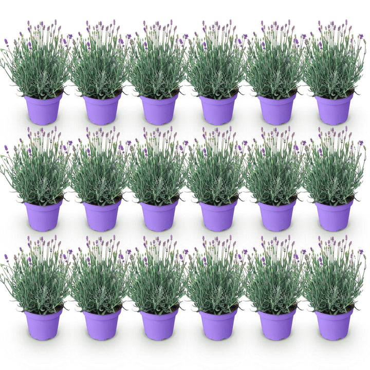 18 Lavandula angustifolia Munstead English lavender plants in 12cm pots - view 2