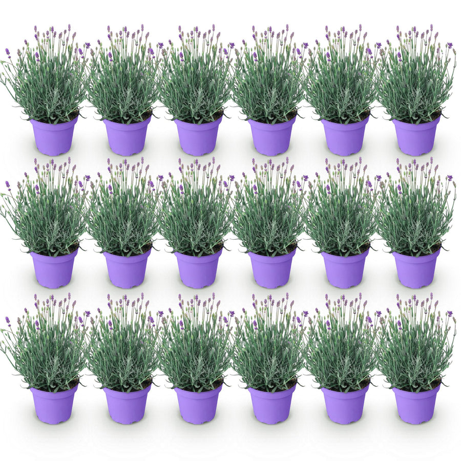 18 Lavandula angustifolia Munstead English lavender plants in 12cm pots - view 2