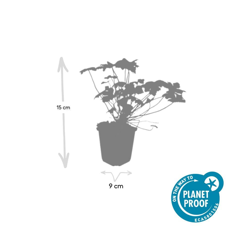 6x Geranium macr. 'Czakor' - ↕10-25cm - Ø9cm styled in an Irish home interior