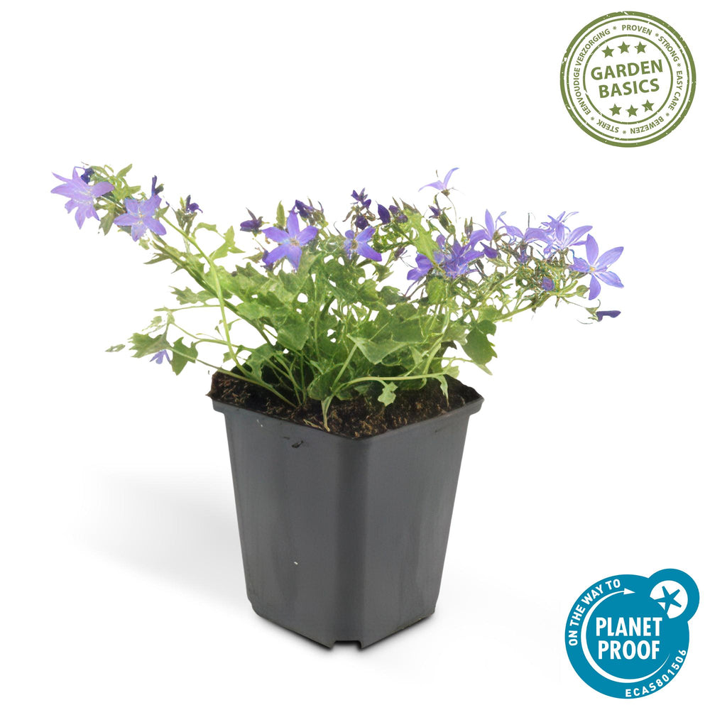 24 Campanula Stella Blue ground cover plants in Ø9cm pots, featuring vibrant blue flowers and 10-25cm height
