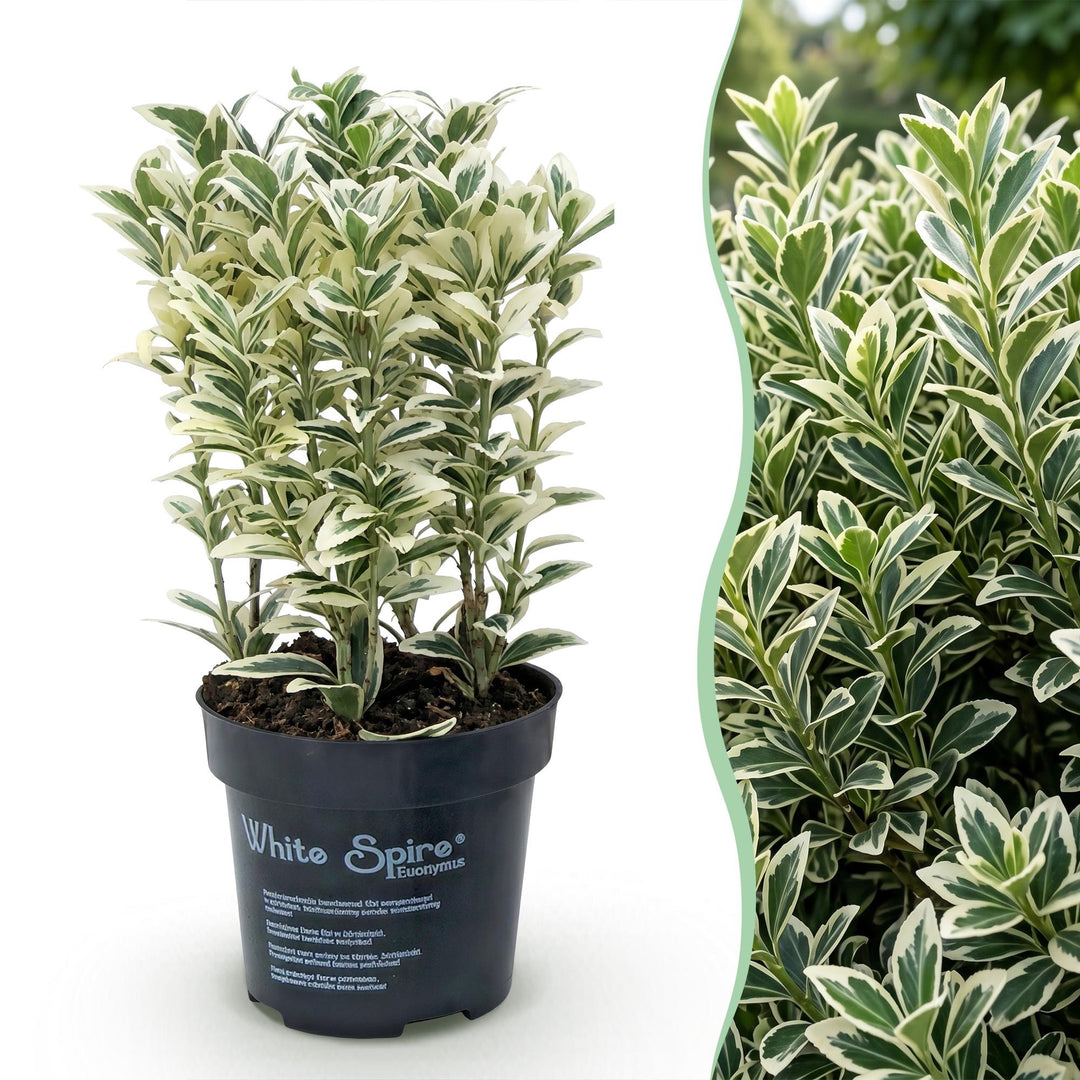 40x Euonymus japonicus 'White Spire' Japanese Spindle - Evergreen Hedging - 9cm Pot - 20-30cm