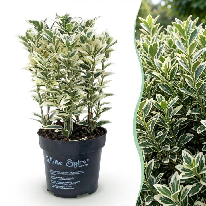 40x Euonymus japonicus 'White Spire' Japanese Spindle - Evergreen Hedging - 9cm Pot - 20-30cm