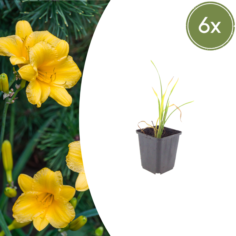 Healthy foliage and strong roots close-up of 6x Hemerocallis 'Stella de Oro' - ↕10-25cm - Ø9cm