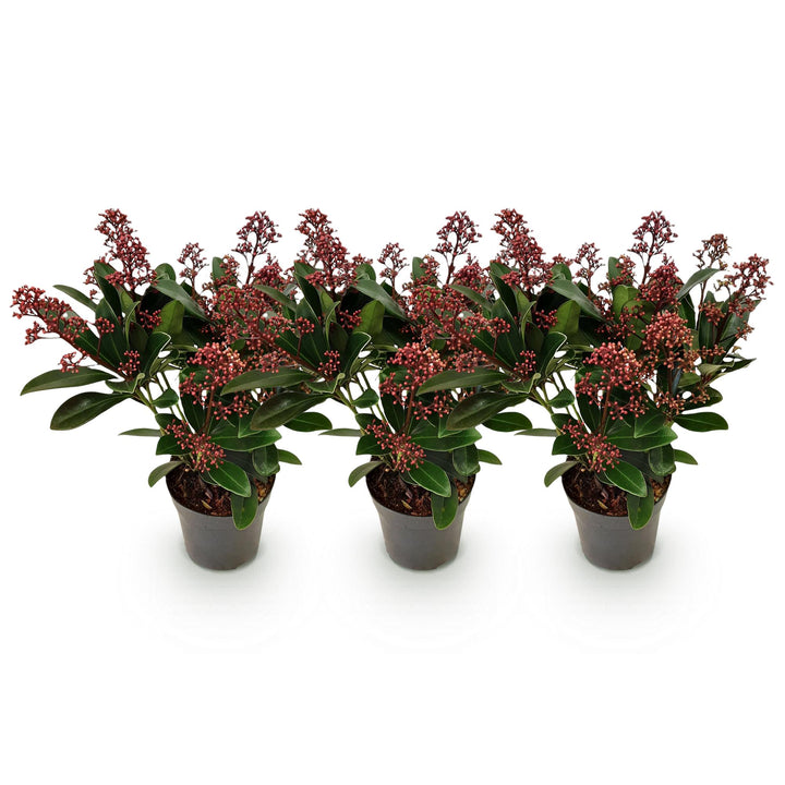 Pack of 3 Skimmia japonica 'Rubella' plants in 10.5cm pots, 25cm tall - view 2