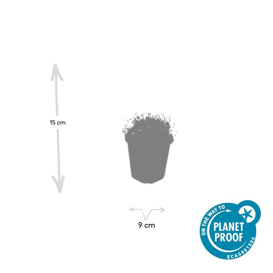 6x Sagina subulata - ↕10-25cm - Ø9cm full-plant overview, healthy foliage and strong roots