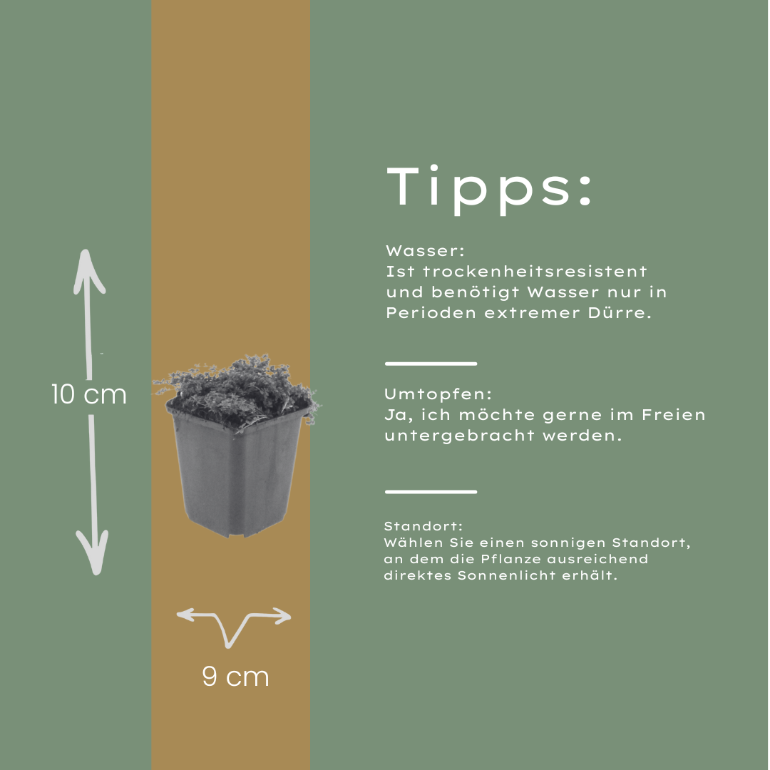 6x Thymus praecox 'Purple Beauty' - ↕10-25cm - Ø9cm