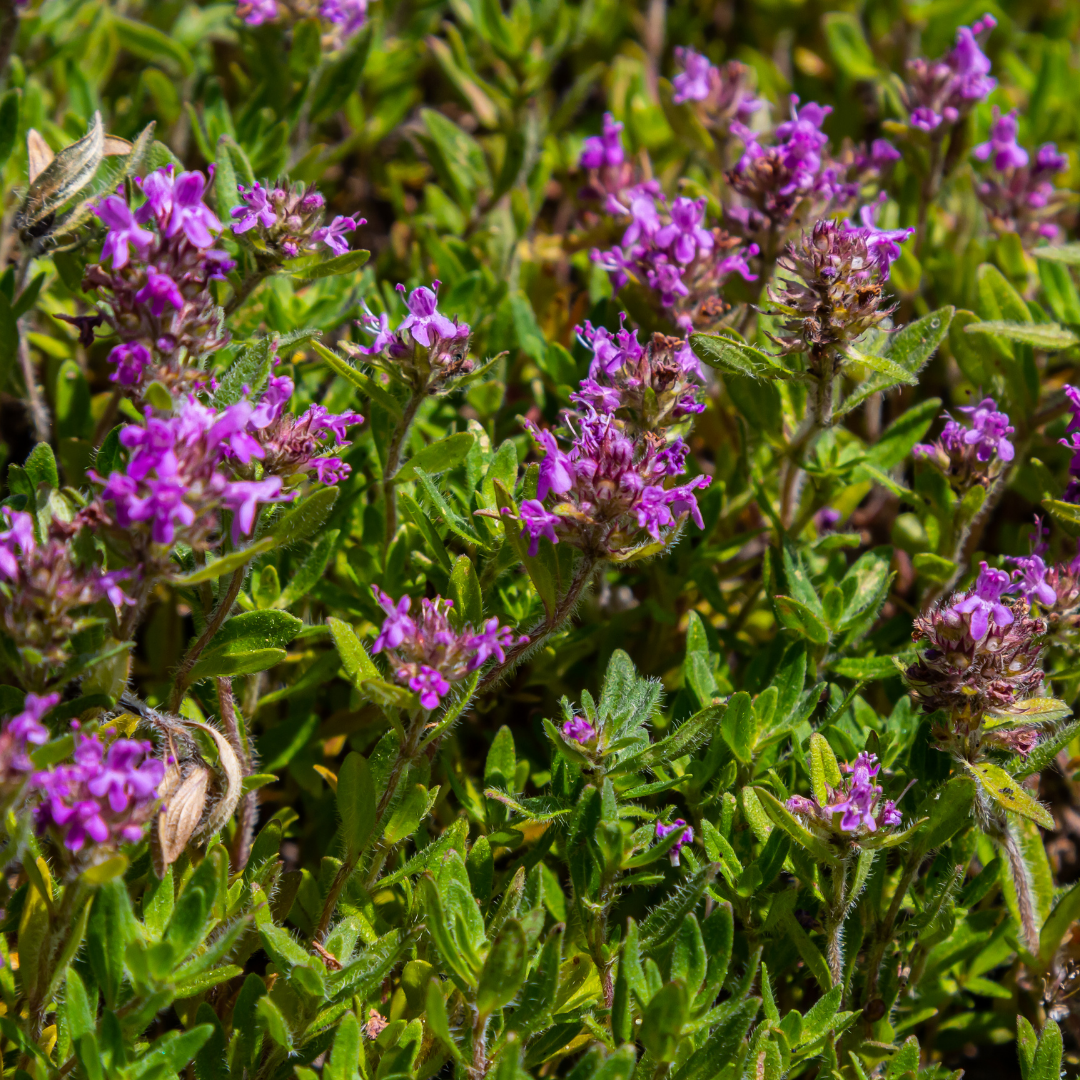 48x Thymus Serpyllum - Purple Flowering Groundcover - Ø9cm Pots