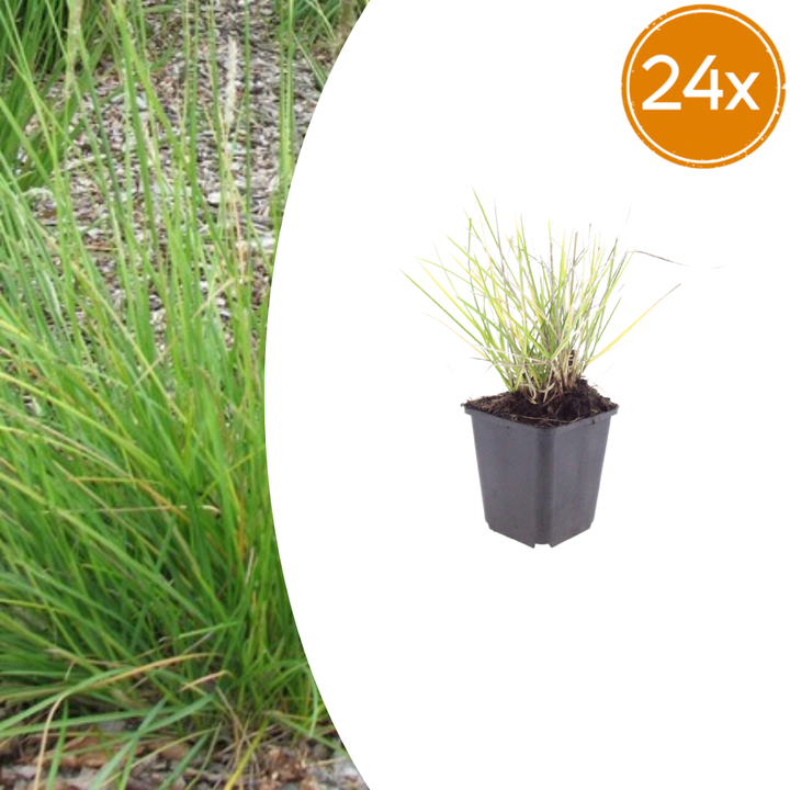 Sesleria autumnalis in black plastic pot with fine, upright green and yellow variegated narrow leaves, 10-25cm tall,…
