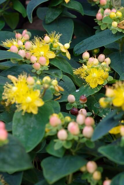 48x Hypericum inodorum Annebel - Compact Yellow Flowering Shrub 9cm